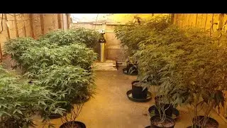 Week 2 Flower, Veg Room Update.