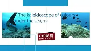 Visit Maldives,  visit the gorgeous and diverse marine life