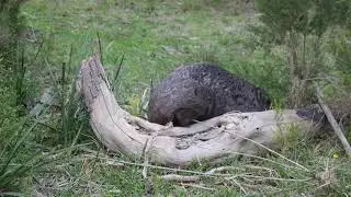 Common Wombat marking its territory (Vombatus ursinus) - Natural Curiosity