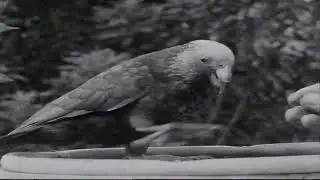 Gerald Durrell: The Man Who Built the Ark