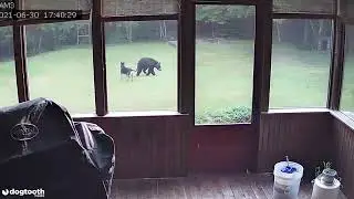 Family's Dog Plays with Black Bear in Back Garden || Kennedy News