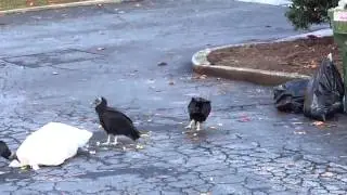 Christmas Carrion Birds!