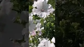 во всей красе 👍 #цветы #цветынадаче #мальва #дачница #садоводничество