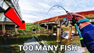 A Hole In the Middle of Houston with Too Many Fish In It!