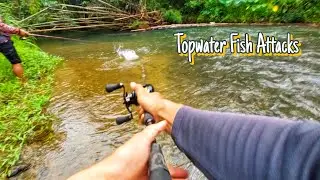 TOPWATER FISH ATTACKS ‼️