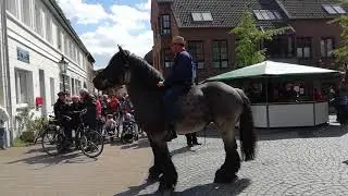 Großes Kaltblüterreiten der Kehner-Junggesellen Bruderschaft  in Tönisvorst 2018