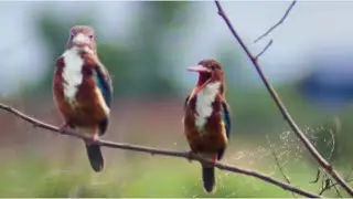 Relaxing with beautiful bird photography and good sound | wildlife