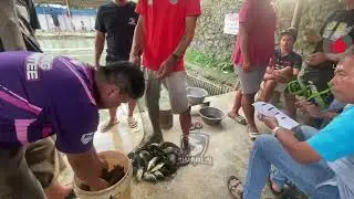 Mancing Ikan Mas Harian dan Lomba Pakai Umpan dan Essen Gacor - SIMARLIN