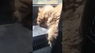 Fluffy cat sleeping in the sun 🌞 #relaxing #cats #longhaircat
