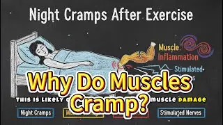 Why Do Muscles Cramp? The Microscopic Battle Inside Your Muscles