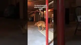 he loves to dance 😂 || #funnyanimalvideo || #naturalanimalmeeting
