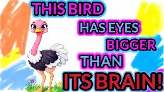 Everything you want to know about an Ostrich! |facts, Riddles, Story, Tongue twister , Quiz  