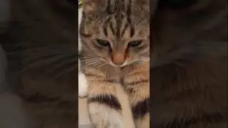 #леснойкотчипик#чипиккот#чипилена#чипкастрюлькин#юмор#humor#шутка#видеоленалайт#cat#catshorts#кот#