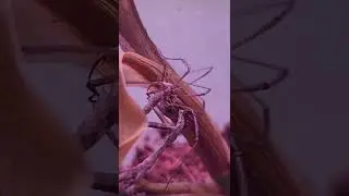 Feeding Hercules my new mantis Part 6
