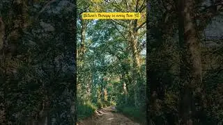 Nature&rsquo;s therapy in every tree. 🌿 #Nature #ForestWalk #TreeCanopy #Wilderness #Tranquility