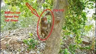 OMG!!! Million Sad & Million Pity! Sweet Pea cry & cry Loudly Fall down from the tree by Climb fail