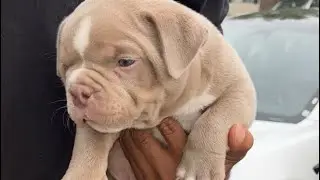4x Bullsace ABR Registered 8 week old puppies ready for forever home #abkc #dog #memphis