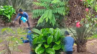 பித்தாய் செடி 🌱, அடடா இப்படியும் வளருமா? கிரேப் குச்சி 🌿 | Home Garden Tamil