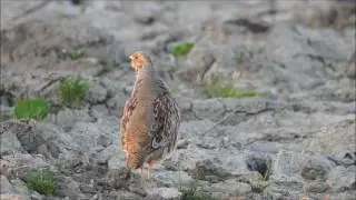 Vroege Vogels - Roepende patrijs