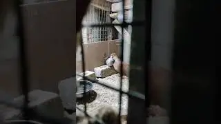 dove pigeon cross breeding
