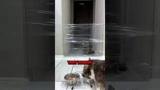 У этого кота синдром Дауна