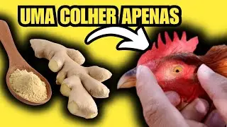 BASTA UMA COLHERINHA E ADEUS DOENÇAS! AUMENTE A IMUNIDADE DAS GALINHAS COM ESSA RAIZ! 