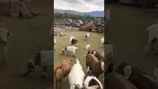 Goats talking