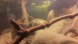 Aphanius mento biotope tank