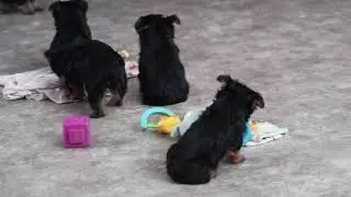 Yorkie Puppies For Sale