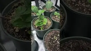 More Plant Magic #fypシ #plants #fypシ #gardening #vegetables #fruit #fypシ゚viral #fyp
