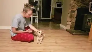 Training Kova The Australian Cattle Dog to 