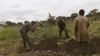 How to plant cassava. Planting cassava.