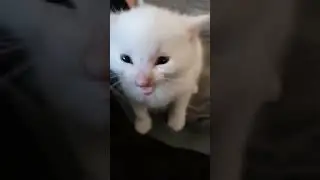 hello Gordon the cat said ￼￼