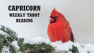 Capricorn Weekly Tarot Readings ~ GETTING A LUCKY BREAK SOON CAPRICORN... YOUR EFFORTS WILL PAY OFF!