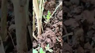 new pot new setup seeds started to grow  #balconygarden #happy me #seeds #growing #ugaoo #lilvlog