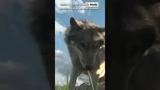 Волка приручить невозможно