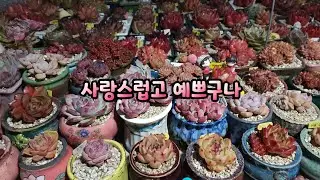 사랑스럽고 예쁘구나 💗 #옥상다육 아이들 어쩜 요렇게 예쁠수가 있지?