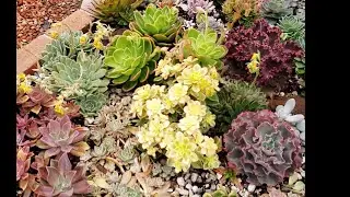 My succulent garden. It's April 2020 and we are on quarantine!
