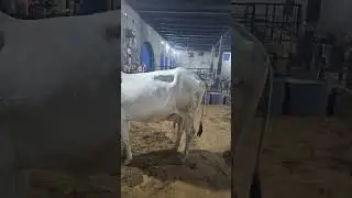 Ahlawat Dairy Farm is live