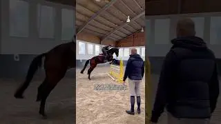 Fazit: Pferd Top - Reiter ausbauf&auml;hig 😃🐴 #pferd #horse #pferde #equestrian #pferdesport #shorts