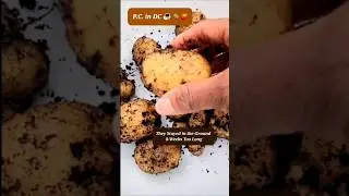 Harvested Over 2 Months Late!🥔🙄