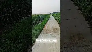 Un Canon Qui Prot&egrave;ge les R&eacute;coltes ! 🌾💥 #agriculture #astuce #insolite