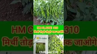 hm clause chilli 310 f1#shortsvideo #sorts 👍🔥🔔🙏