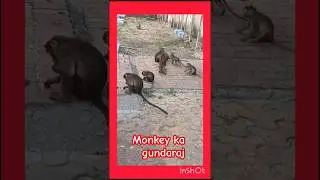 monkey funny #video#dangerous monkey#cute #monkey #2025 #ka #viral short#trading video#viral