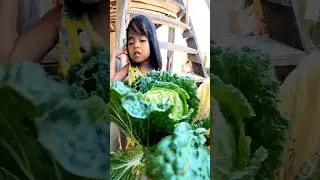 Giant Vegetables #shorts #agriculture #farmer #viral