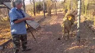 About The Lions Tongue