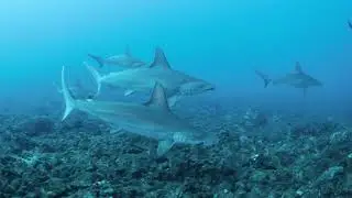 Scalloped hammerhead (Sphyrna lewini). Canon R6