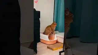 Part 27  #funny #cat#BehindTheScenes