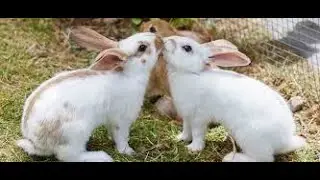 Cute Rabbits playing