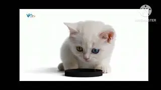 Van Tv Genel İzleyici Jeneriği (Flash Haber Reklam M&uuml;ziğiyle)